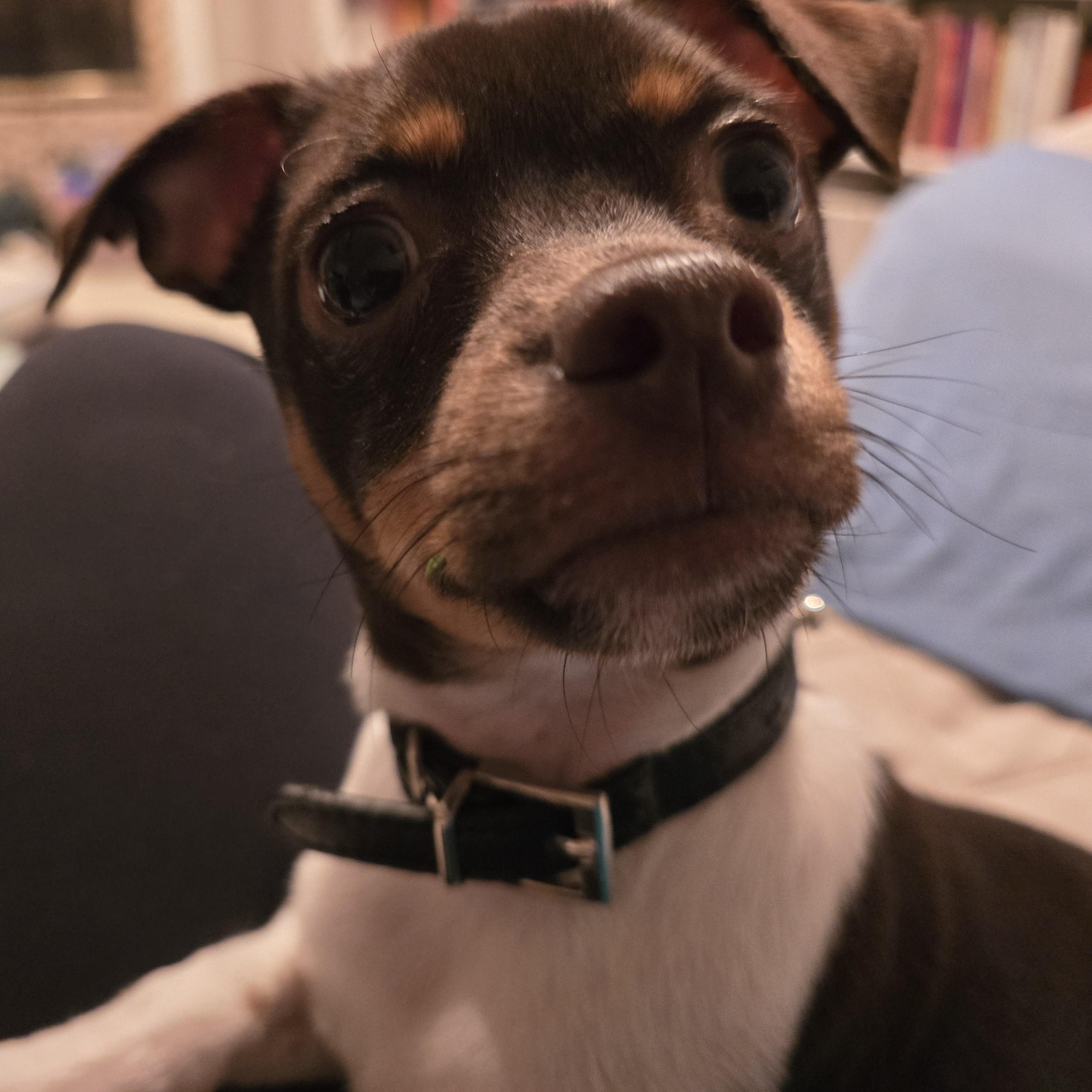 Biggie, a Adoptable Chihuahua in Bradenton, FL image 4/6