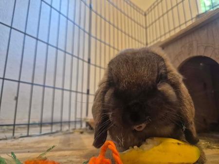 Willow (& Monty), Adoptable, Adult Female Mini Lop.