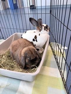 Willow (& Monty), a Adoptable Mini Lop in Folsom, CA image 2/4