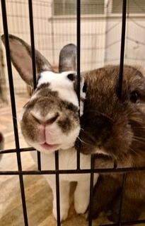 Willow (& Monty), a Adoptable Mini Lop in Folsom, CA image 3/4