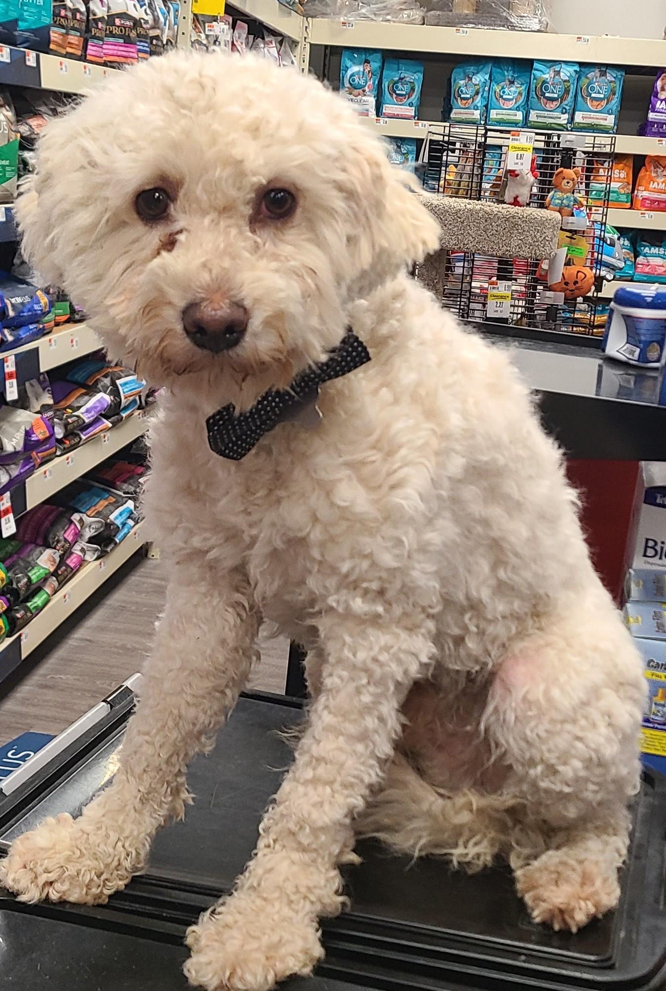 Cody, a ADOPTABLE mixed breed in Detroit, MI image 1/5