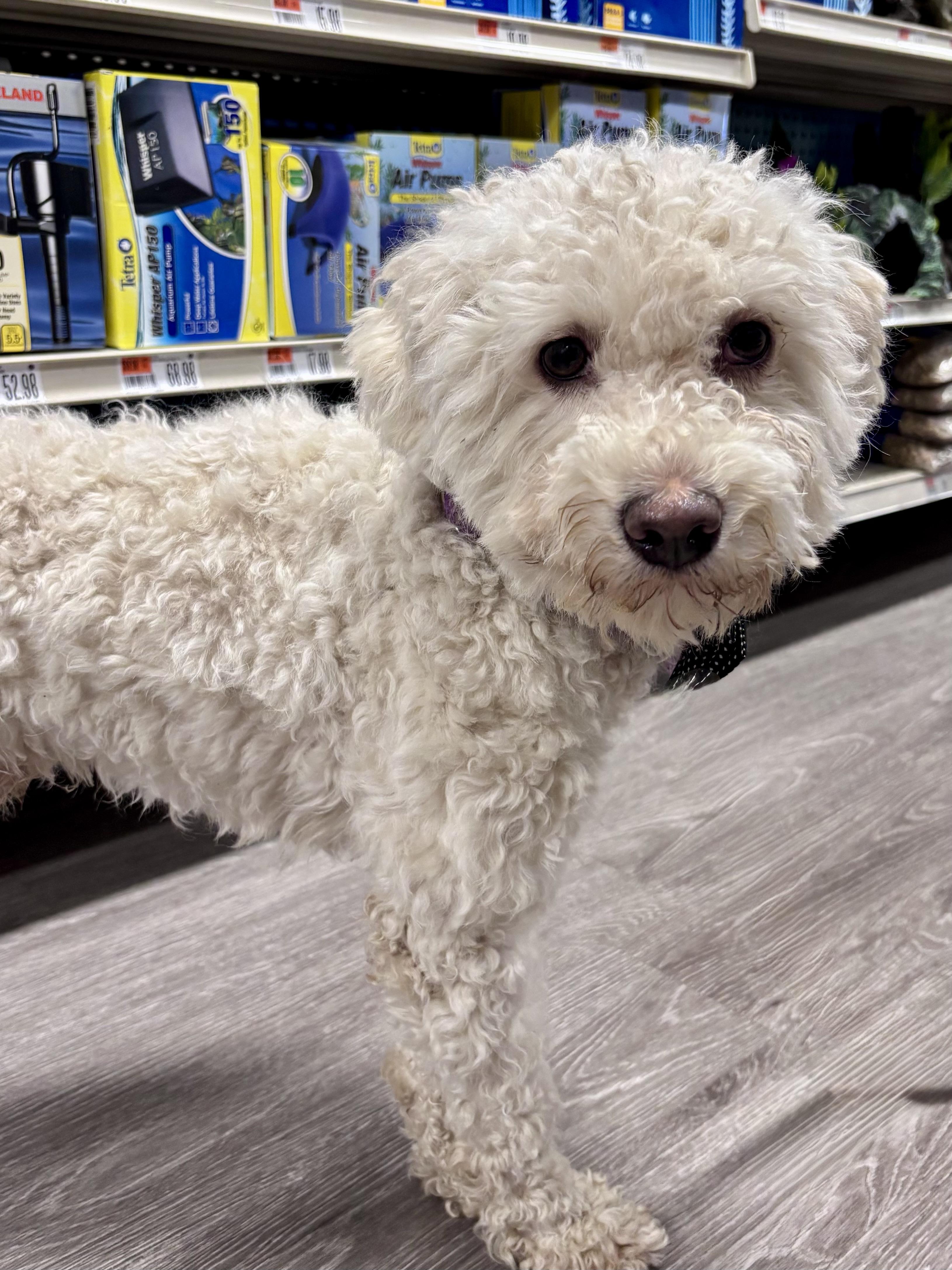 Cody, a ADOPTABLE mixed breed in Detroit, MI image 2/5