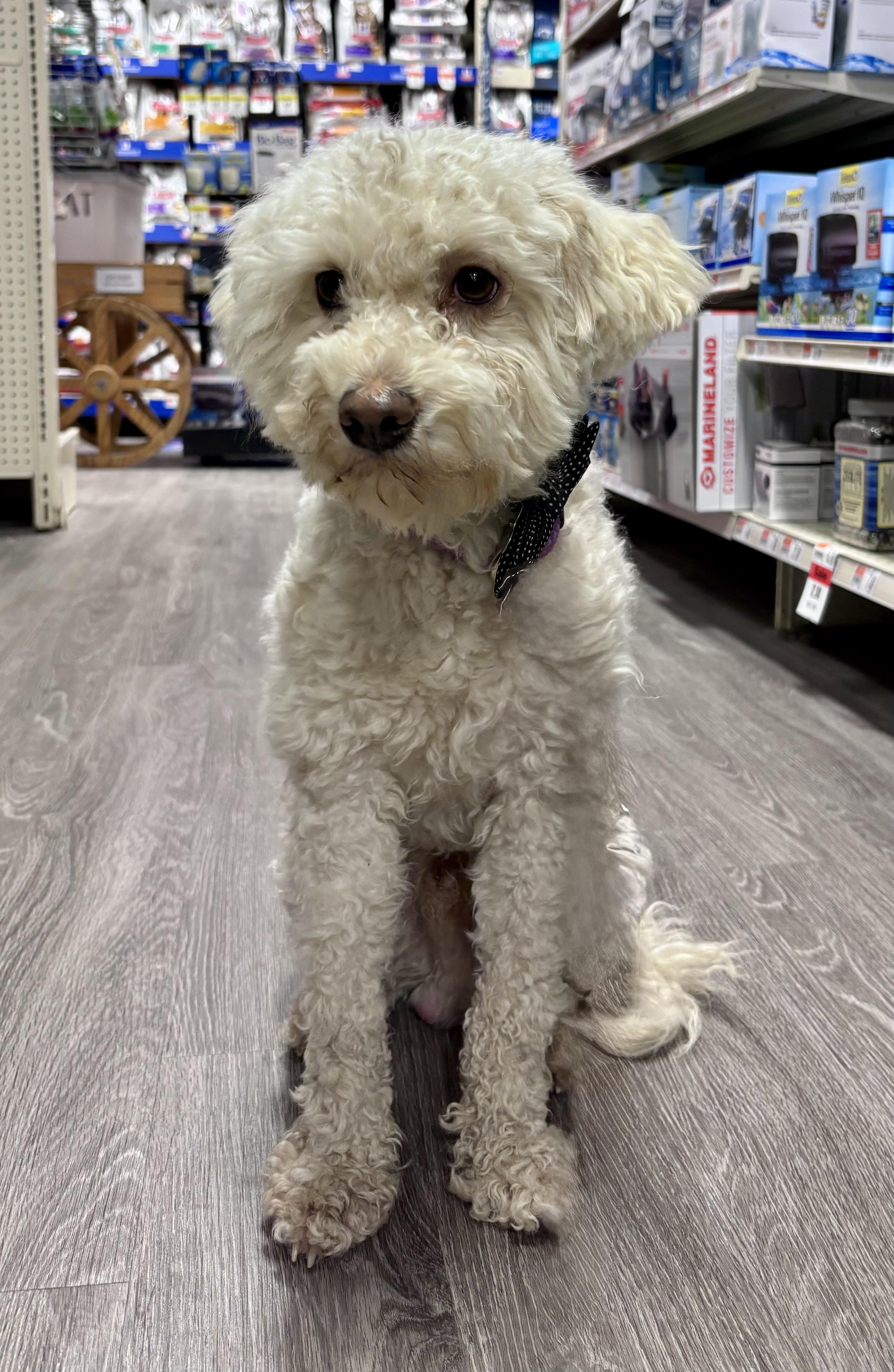 Cody, a ADOPTABLE mixed breed in Detroit, MI image 3/5