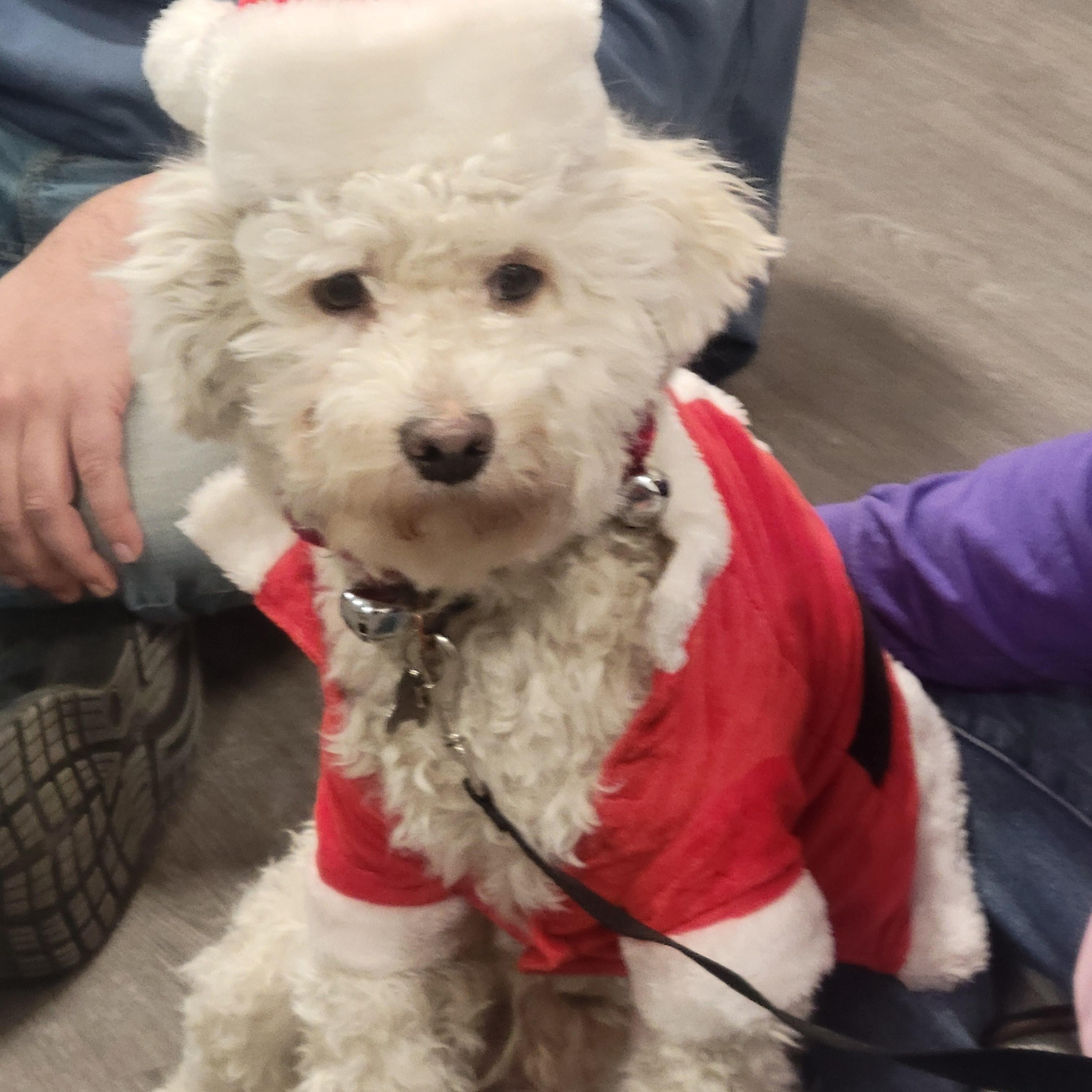 Enlarge Cody, a ADOPTABLE mixed breed in Detroit, MI image 1/5