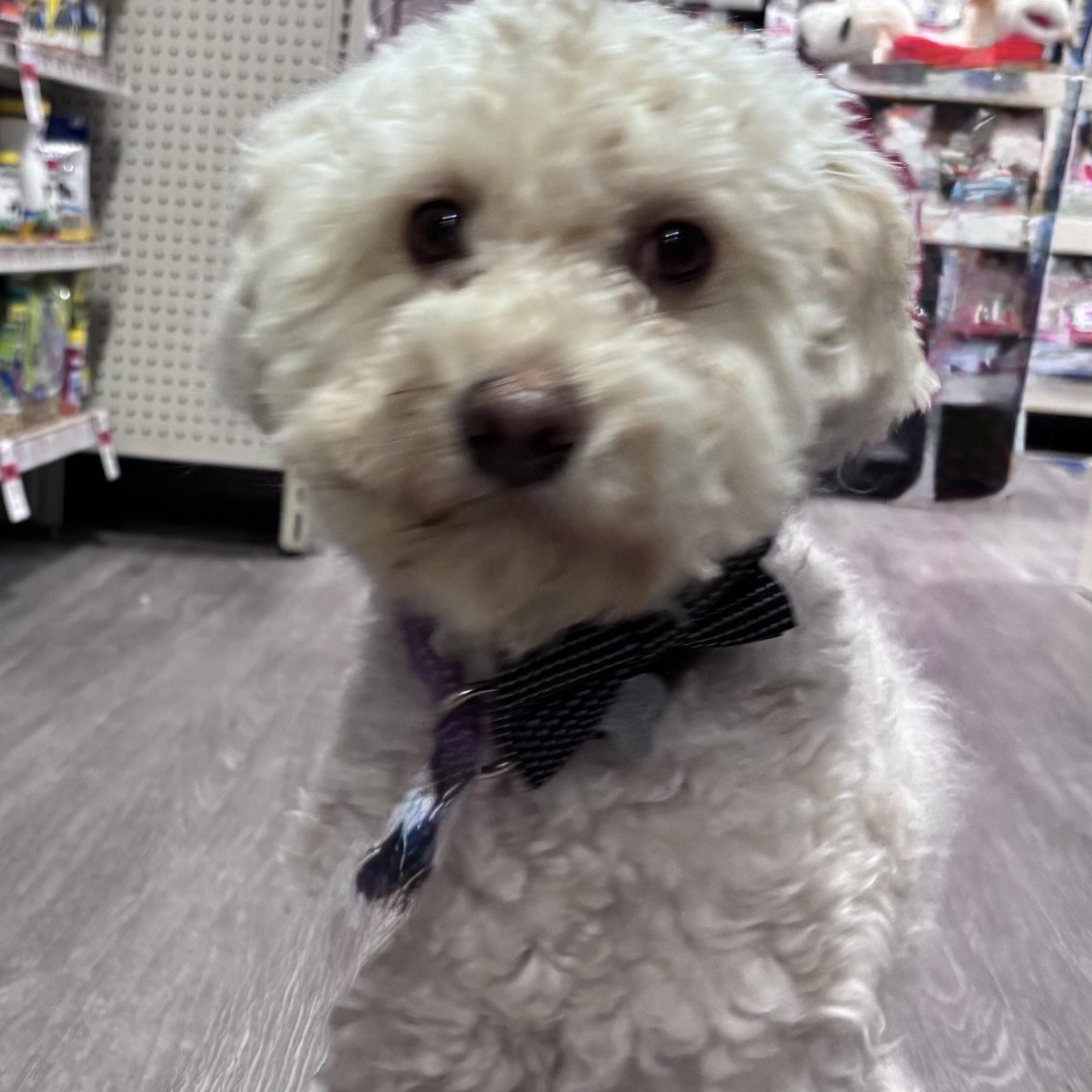 Cody, a ADOPTABLE mixed breed in Detroit, MI image 5/5