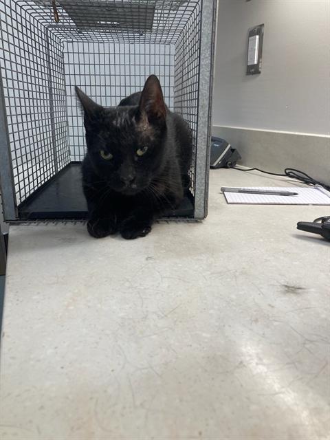 BRUNO, Adoptable, Adult Male Domestic Medium Hair.