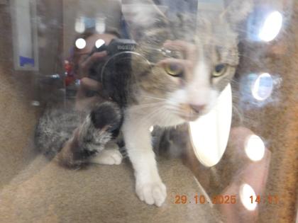 Meadow, Adoptable, Adult Male Domestic Short Hair & Domestic Short Hair.