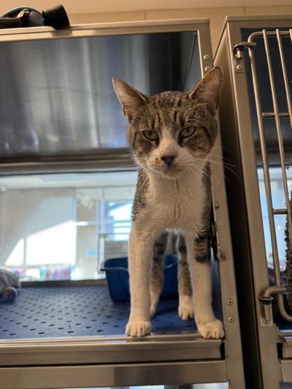 Enlarge Meadow, a Adoptable Domestic Short Hair in North Richland Hills, TX image 2/2