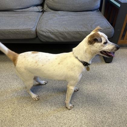 Cat Benatar, Adoptable, Young Male Mixed Breed.