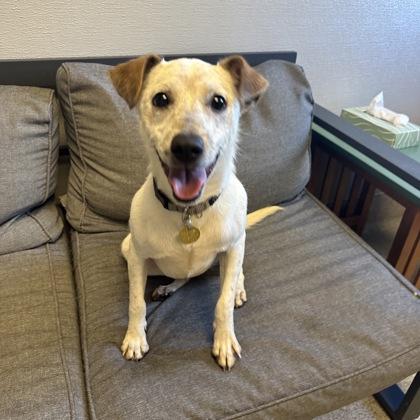 Enlarge Cat Benatar, a Adoptable mixed breed image 2/3