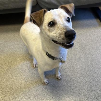 Enlarge Cat Benatar, a Adoptable mixed breed image 3/3