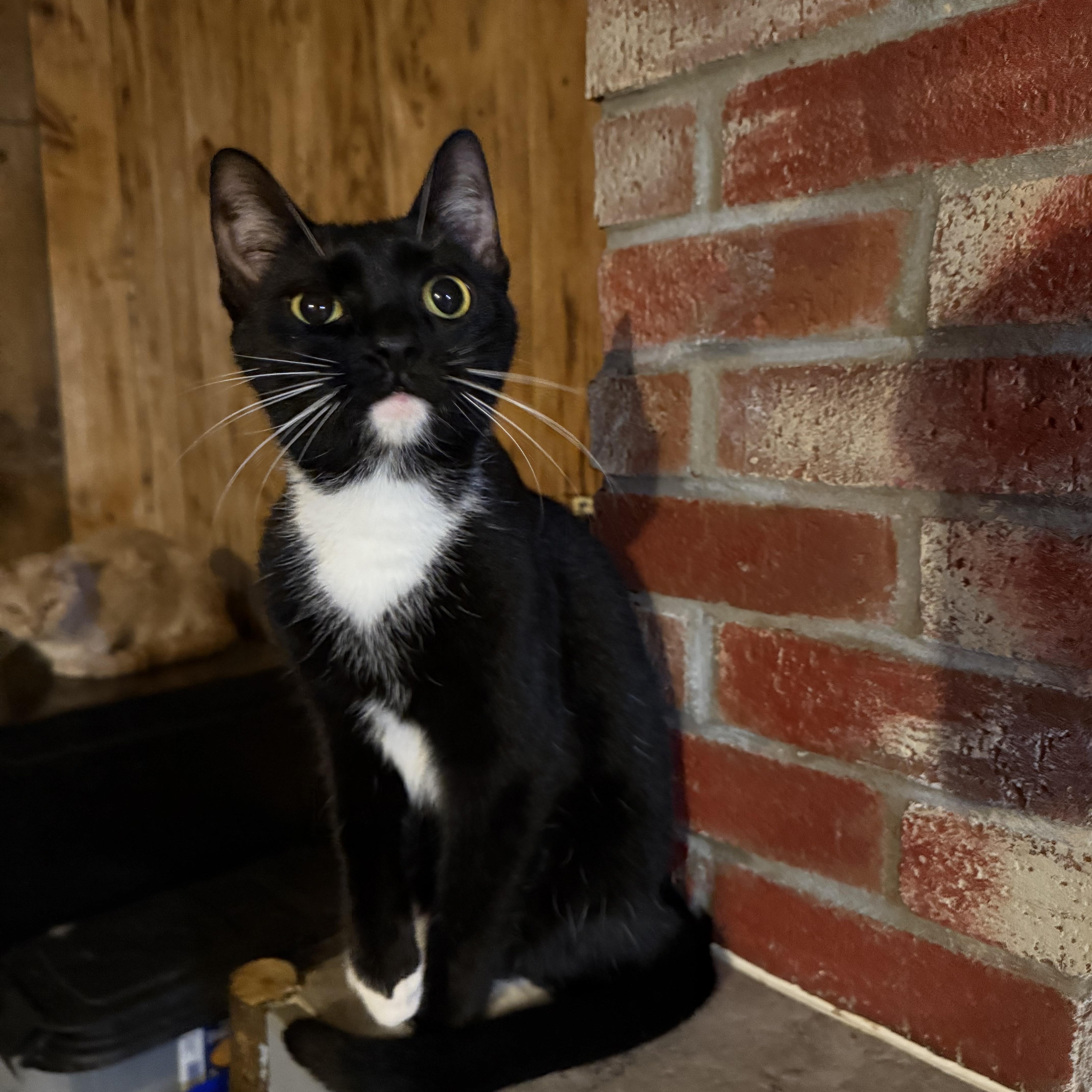 Lucky and Kiwi, Adoptable, Kitten Female Domestic Short Hair.