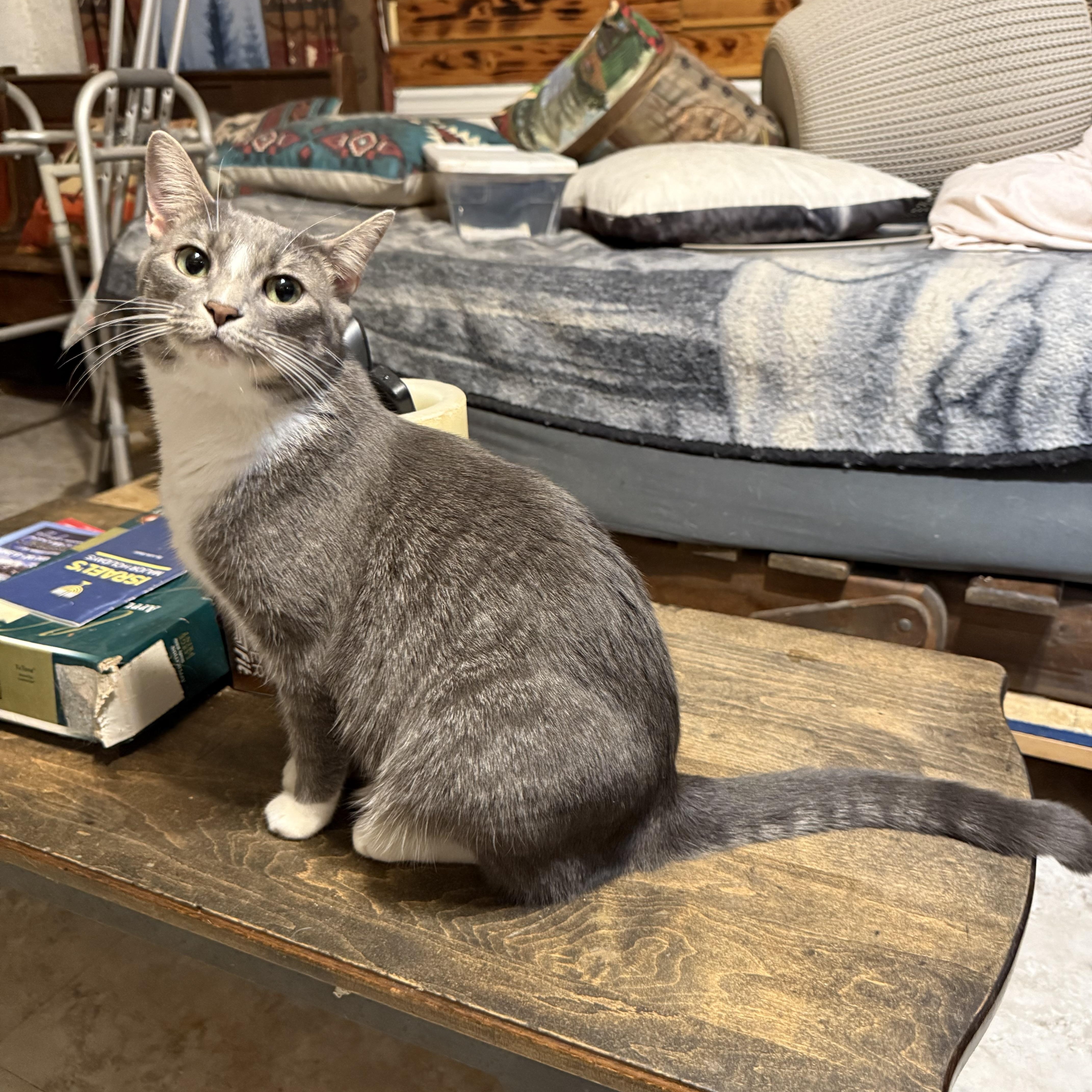 Lucky and Kiwi, a Adoptable Domestic Short Hair in Atwater, OH image 2/2