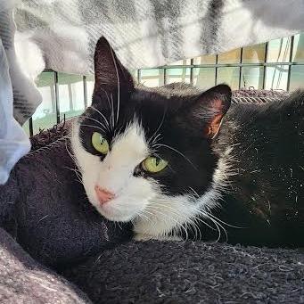 Enlarge Tootie, a Adoptable Domestic Short Hair in Saint Cloud, MN image 1/3