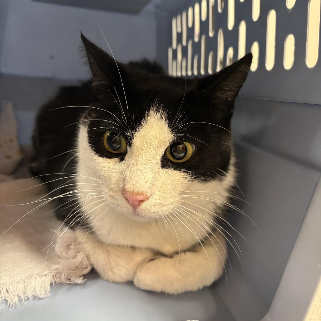 Enlarge Tootie, a Adoptable Domestic Short Hair in Saint Cloud, MN image 2/3