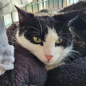 Enlarge Tootie, a Adoptable Domestic Short Hair in Saint Cloud, MN image 3/3