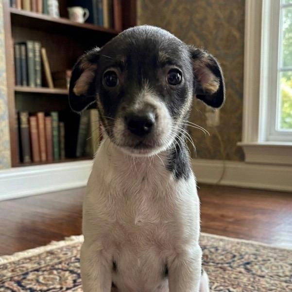 Enlarge Blythe, a Adopted Terrier in Pittsfield, IL image 1/1