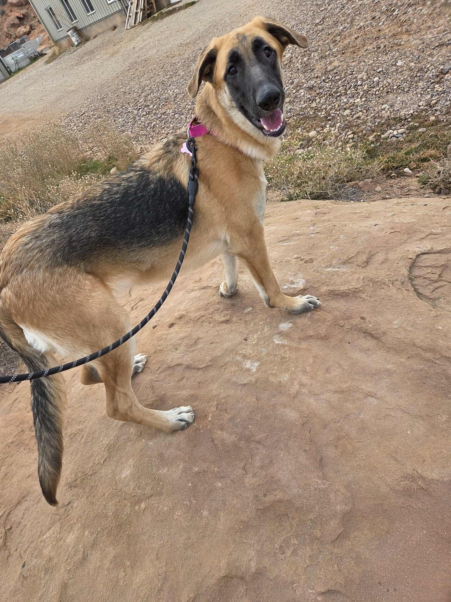 Elphaba, a ADOPTABLE mixed breed in Roosevelt, UT image 3/3