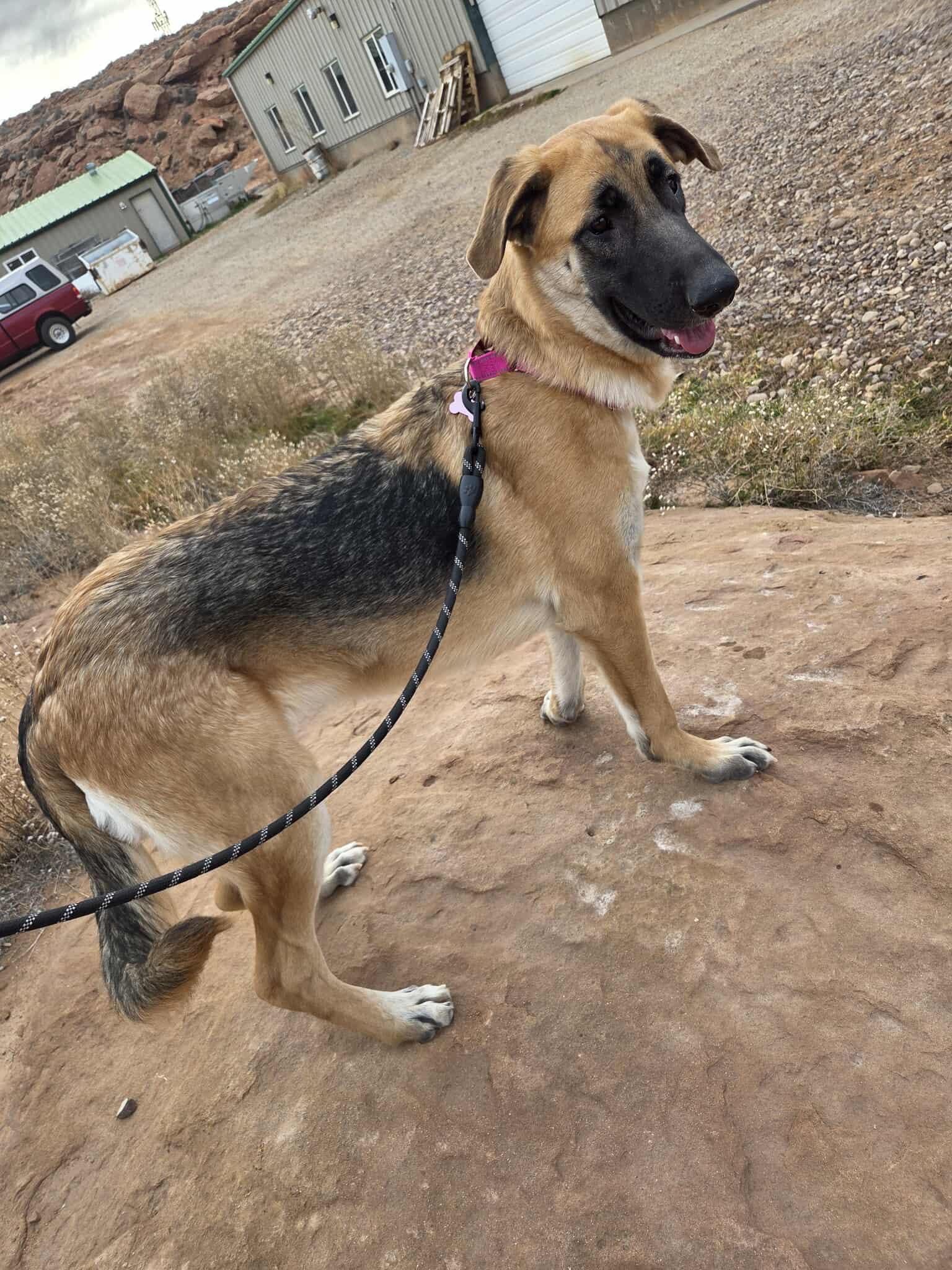 Elphaba, a ADOPTABLE mixed breed in Roosevelt, UT image 2/3