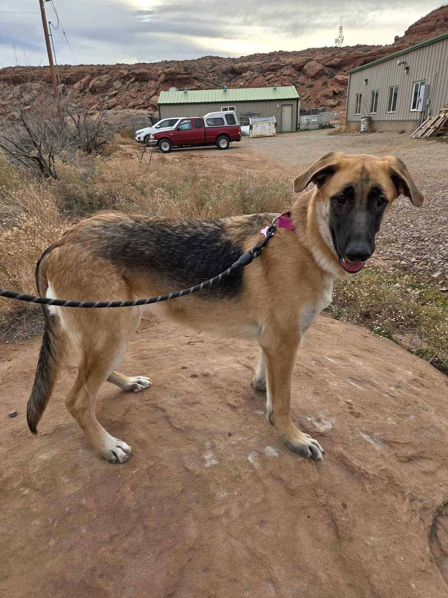 Elphaba, a ADOPTABLE mixed breed in Roosevelt, UT image 1/3