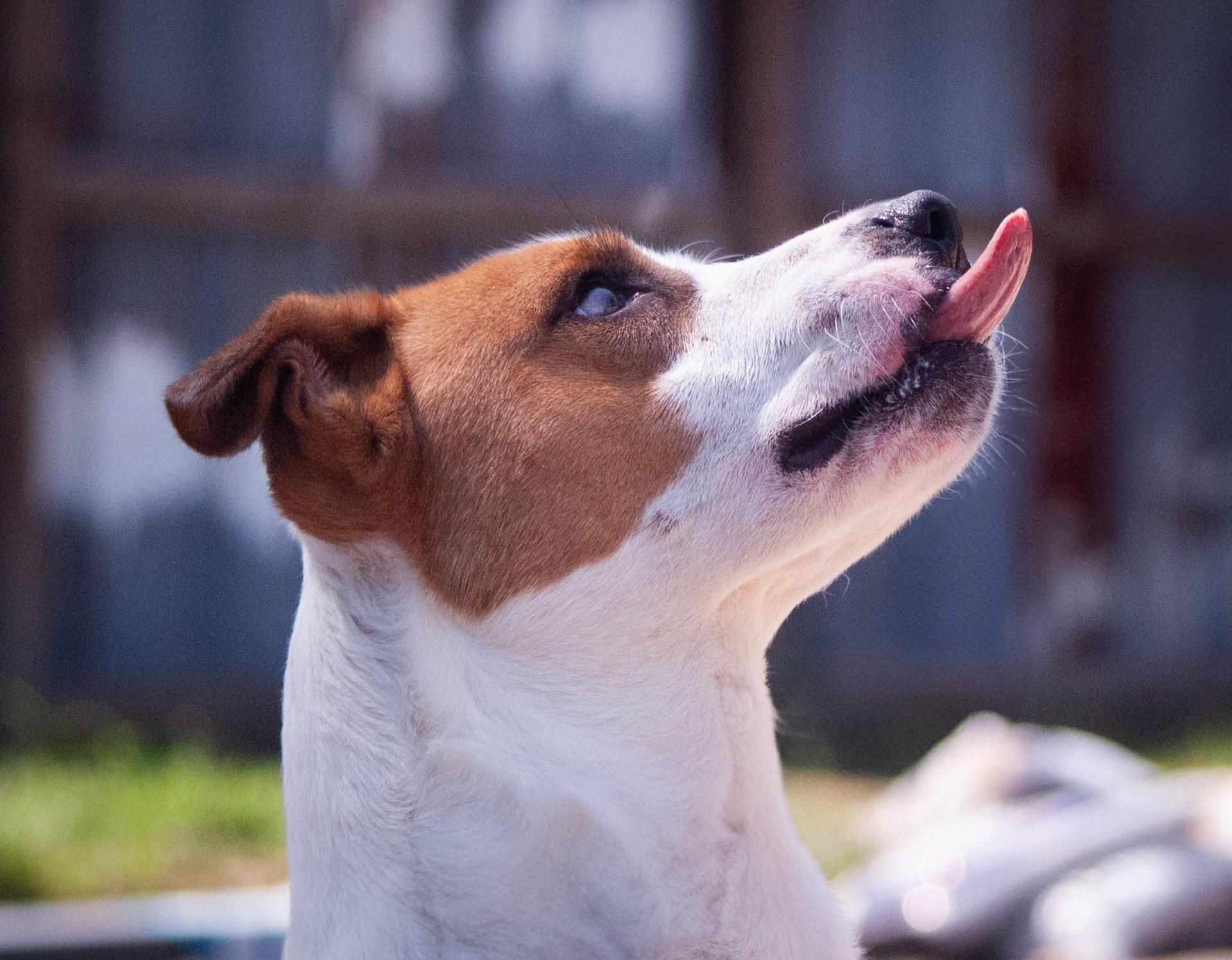 Enlarge Carter, a Adoptable mixed breed in Willowbrook, IL image 1/6