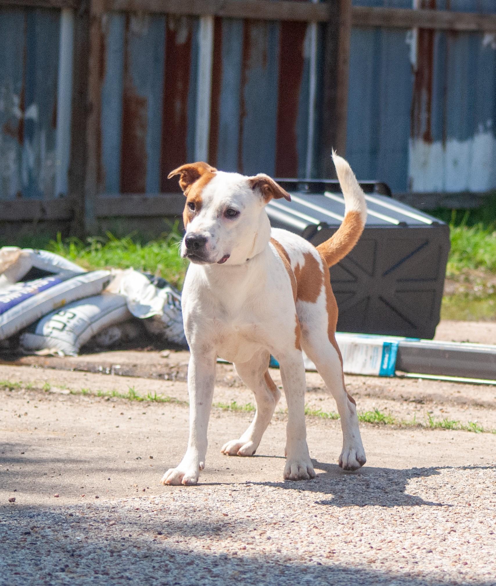 Enlarge Carter, a Adoptable mixed breed in Willowbrook, IL image 3/6