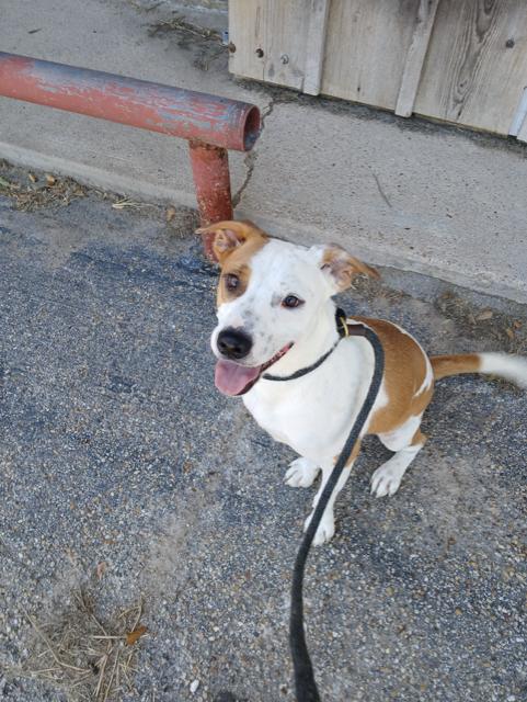 Enlarge Carter, a Adoptable mixed breed in Willowbrook, IL image 4/6