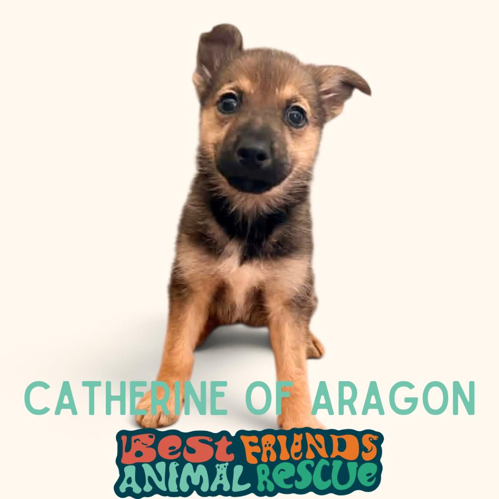 Catherine of Aragon, Adoptable, Puppy Female Shepherd.