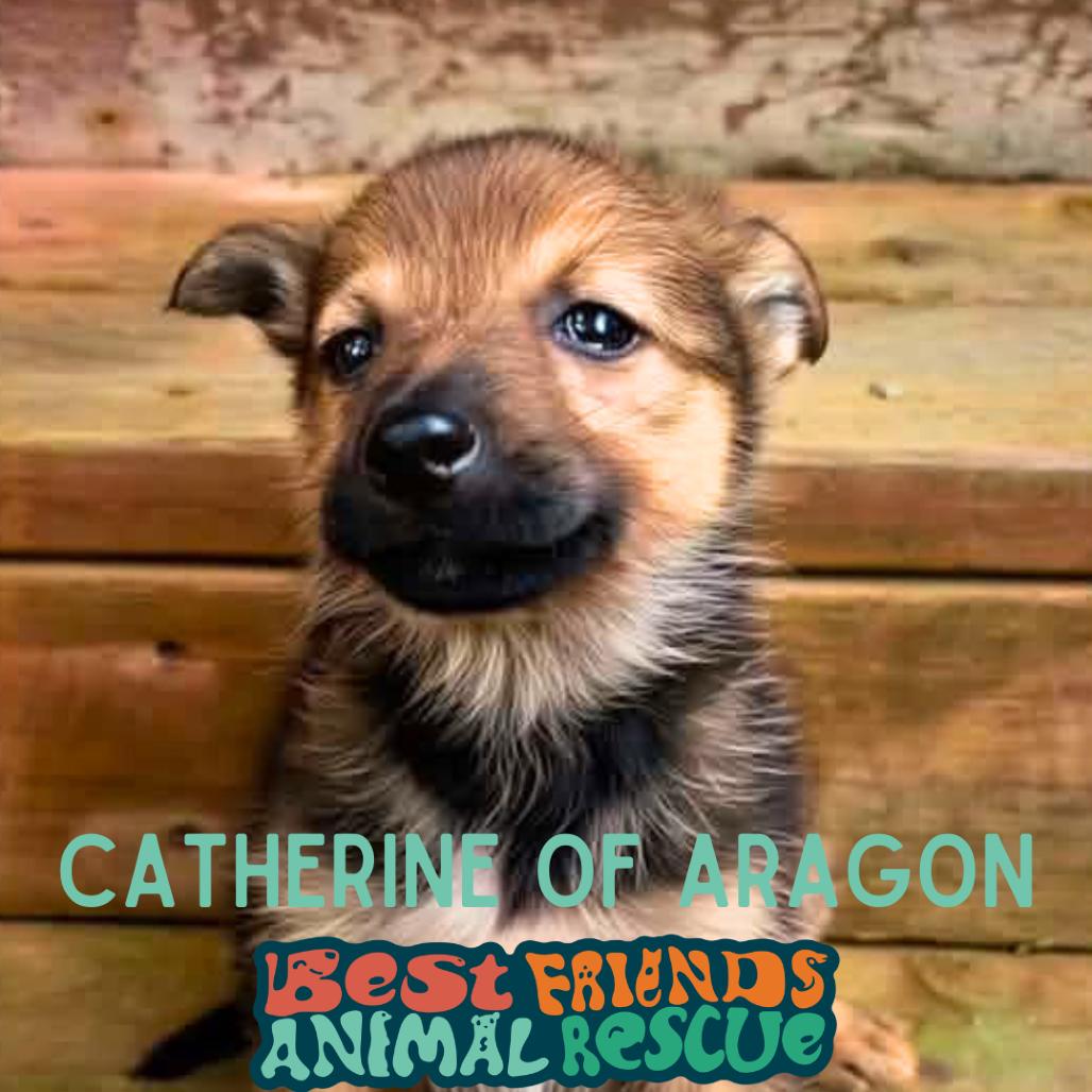 Enlarge Catherine of Aragon, a Adoptable Shepherd in Wasilla, AK image 2/3