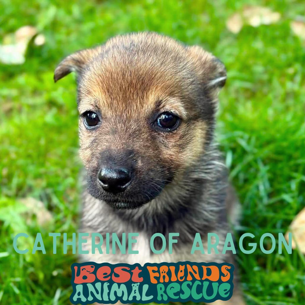 Enlarge Catherine of Aragon, a Adoptable Shepherd in Wasilla, AK image 3/3