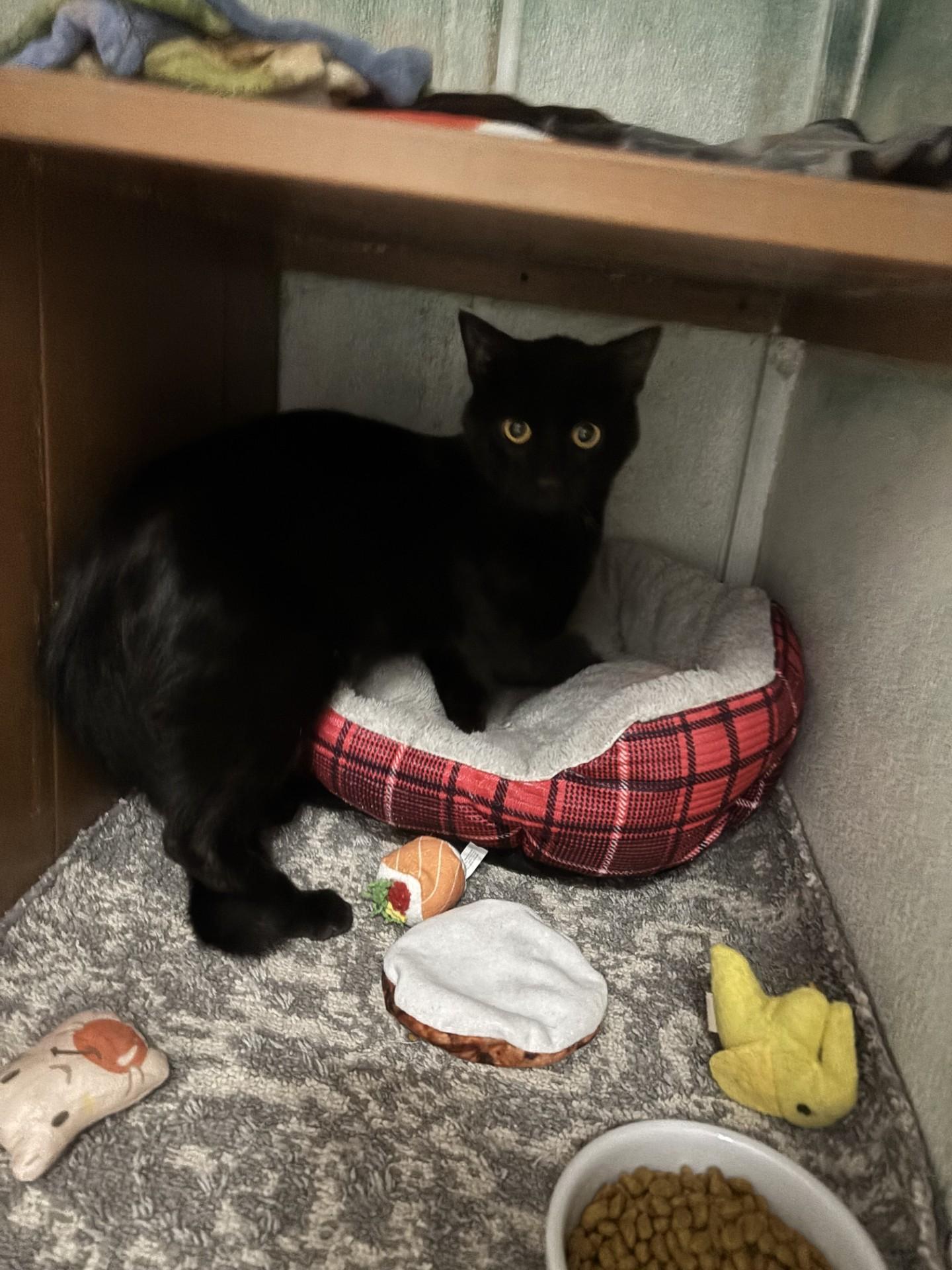 Enlarge Grimm, an adoptable Domestic Short Hair in Altoona, PA image 1/1