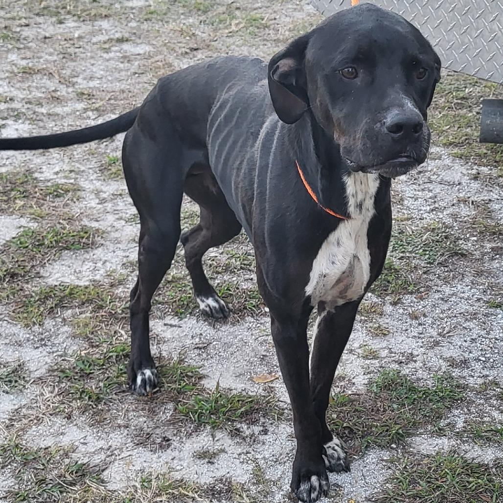 Chase, Adoptable, Adult Male American Staffordshire Terrier.