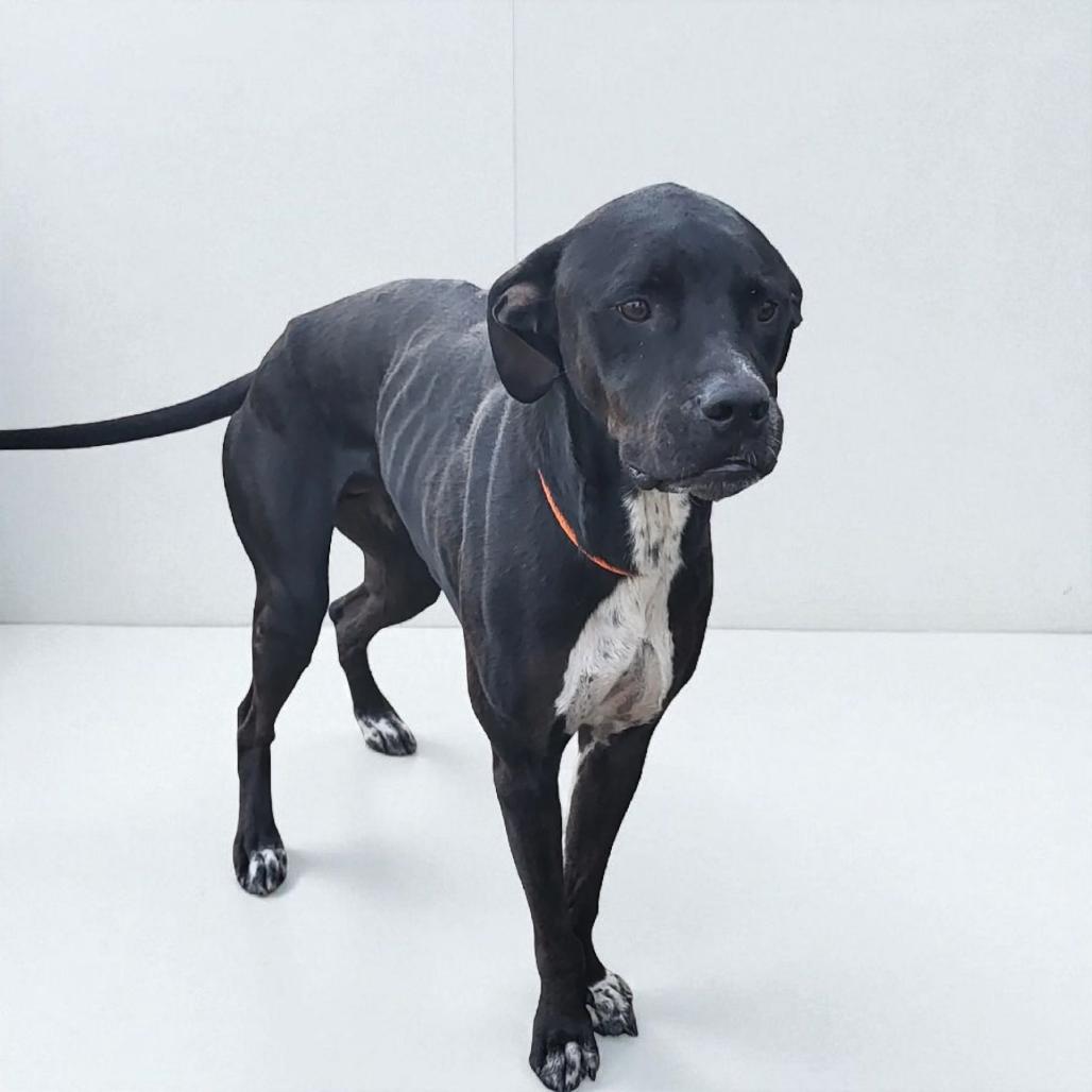 Enlarge Chase, a Adoptable American Staffordshire Terrier in Lake Panasoffkee, FL image 2/6