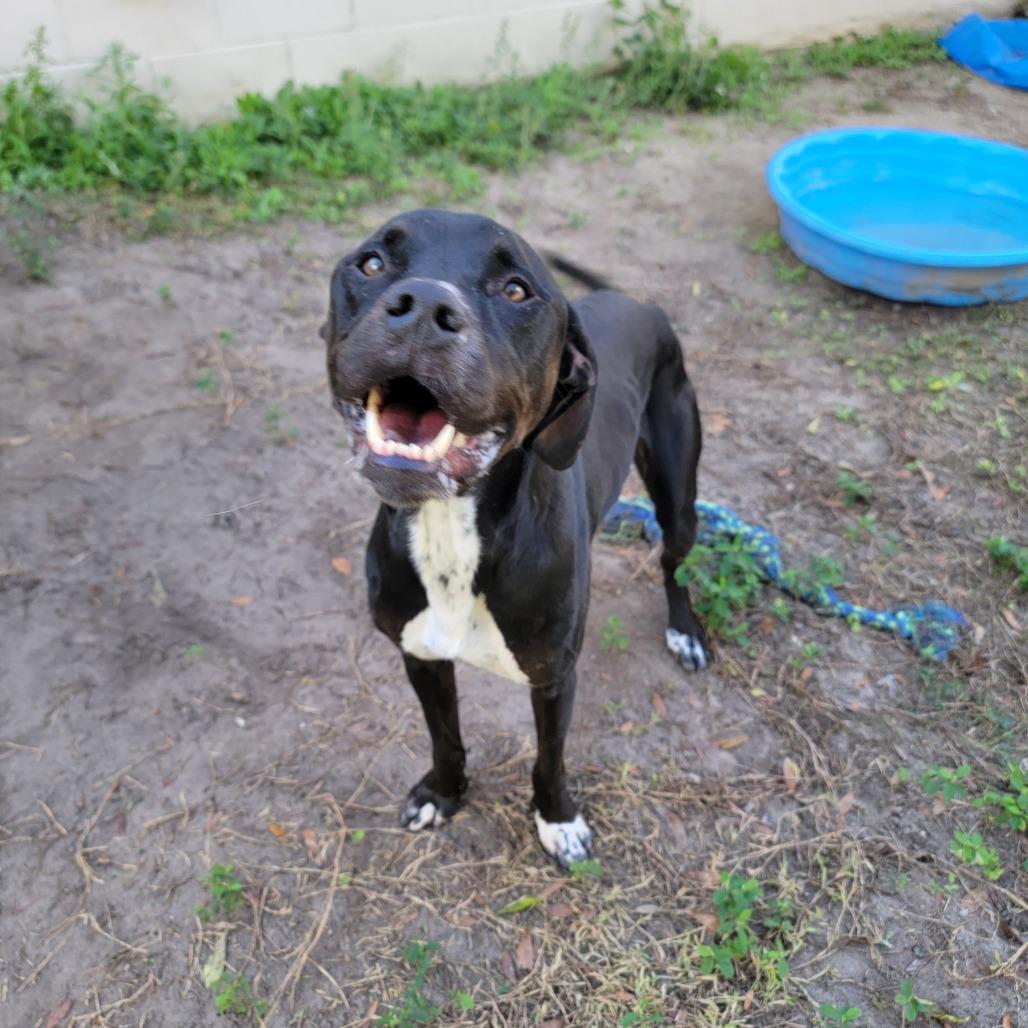 Chase, Adoptable, Adult Male American Staffordshire Terrier.