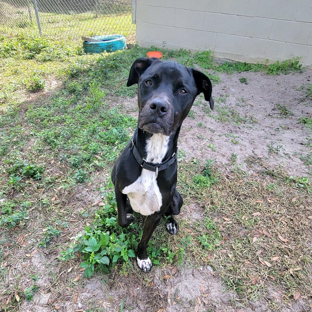 Enlarge Chase, a Adoptable American Staffordshire Terrier in Lake Panasoffkee, FL image 2/6