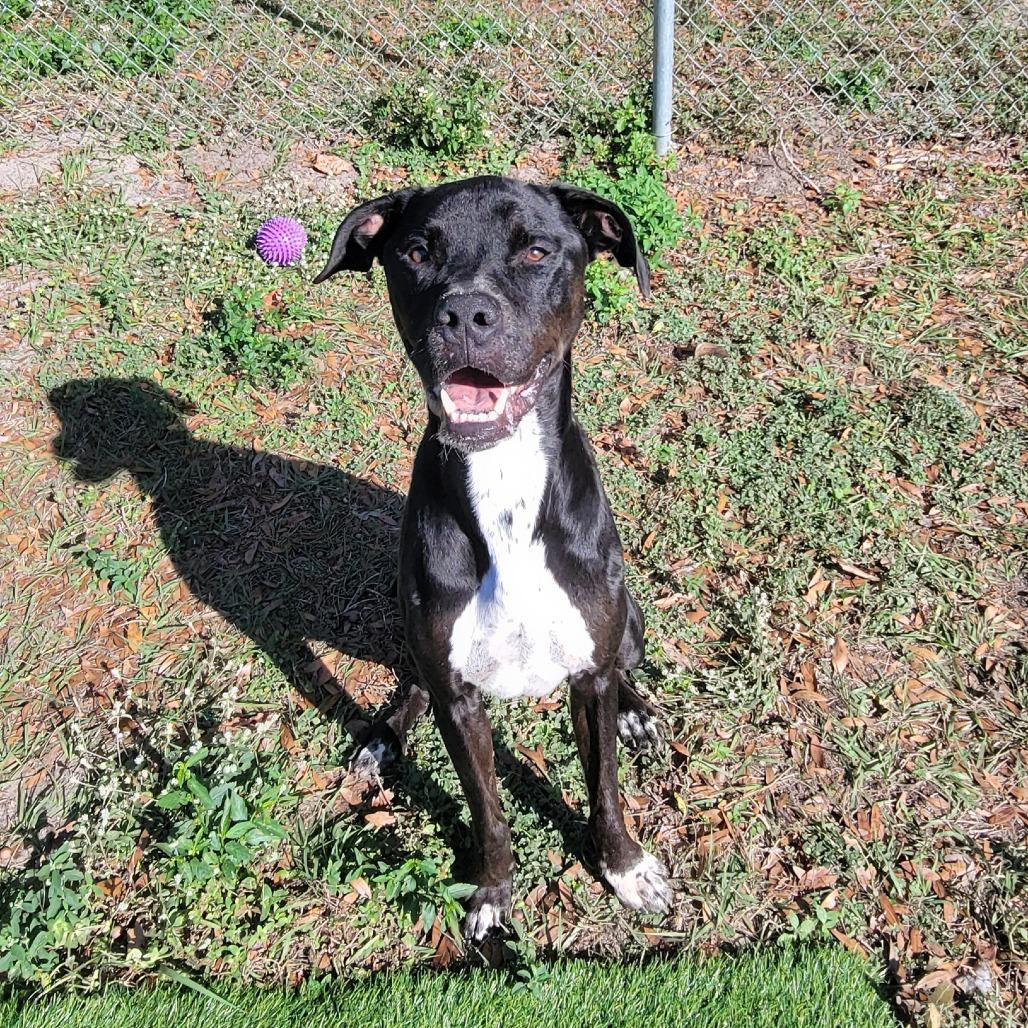 Enlarge Chase, a Adoptable American Staffordshire Terrier in Lake Panasoffkee, FL image 4/6
