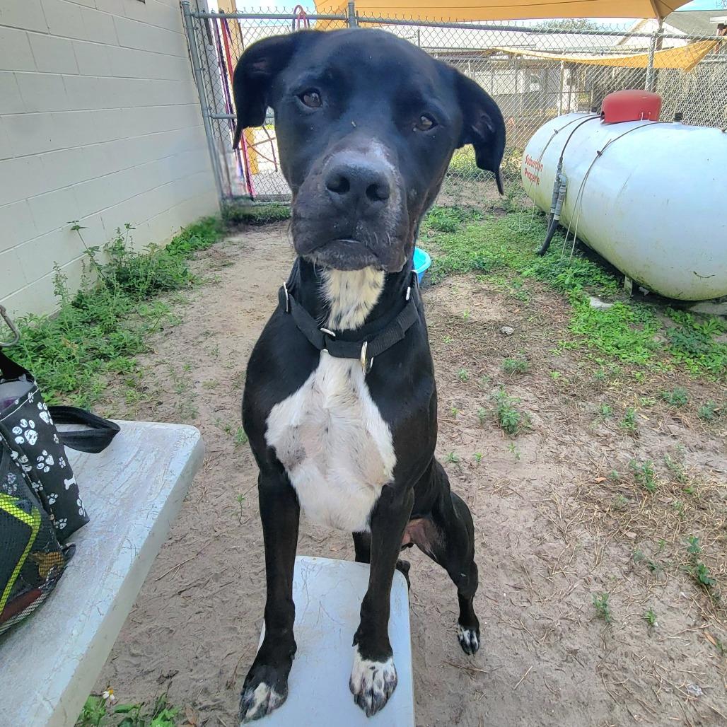 Enlarge Chase, a Adoptable American Staffordshire Terrier in Lake Panasoffkee, FL image 4/6