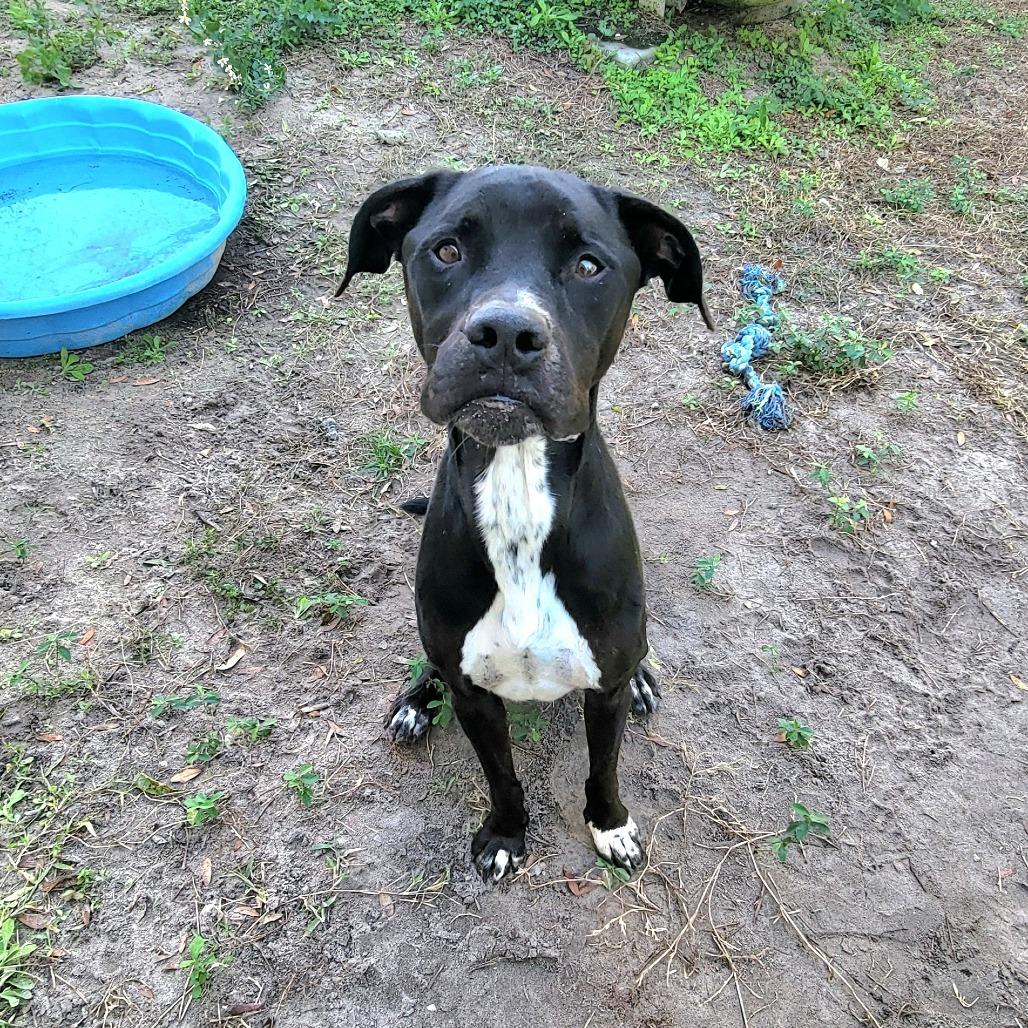 Enlarge Chase, a Adoptable American Staffordshire Terrier in Lake Panasoffkee, FL image 5/6
