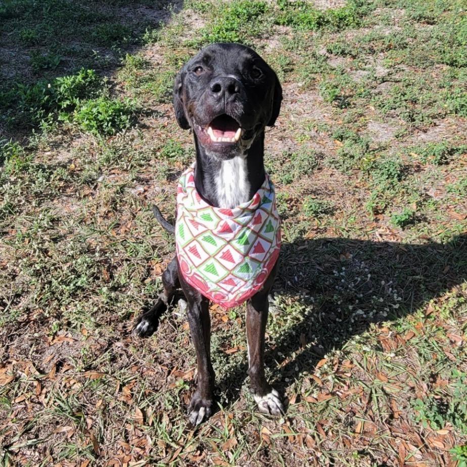 Enlarge Chase, a Adoptable American Staffordshire Terrier in Lake Panasoffkee, FL image 6/6