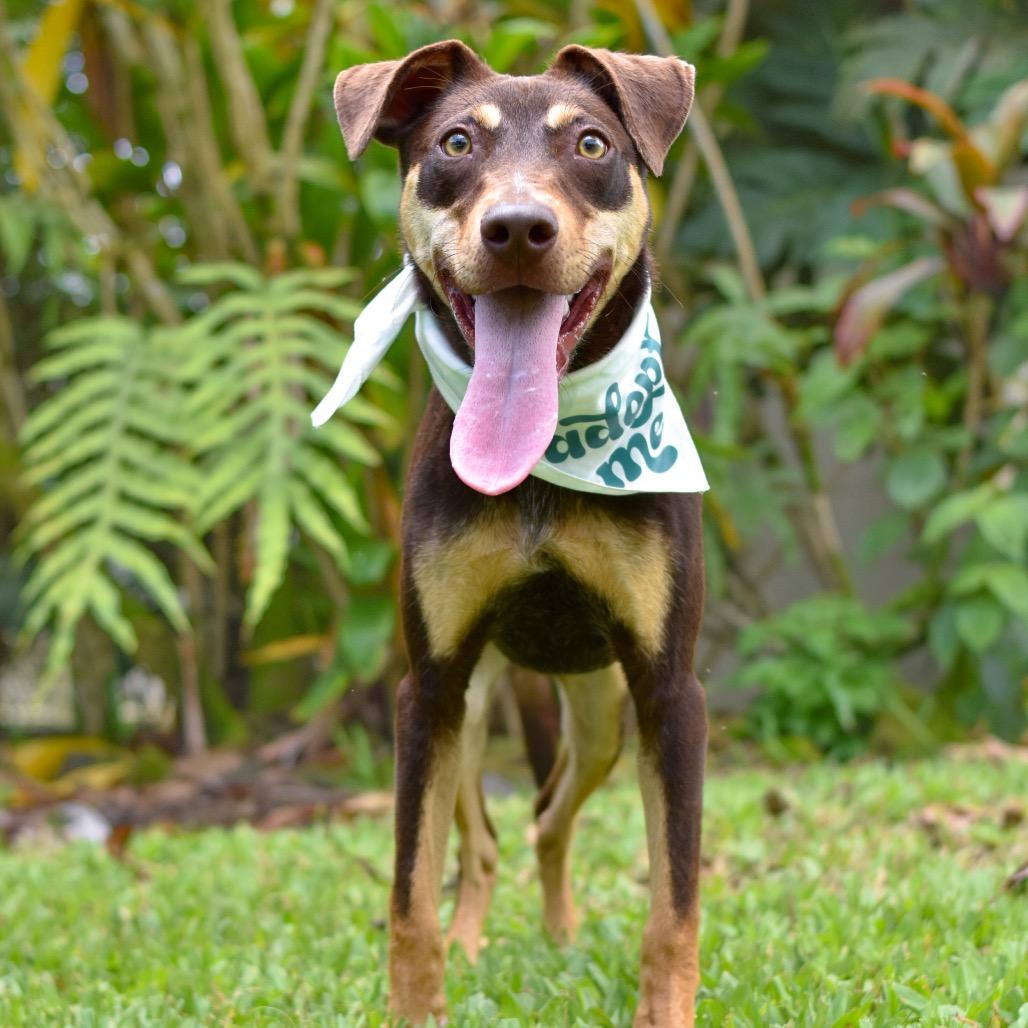 Enlarge Max, a Adoptable Mixed Breed in Kailua Kona, HI image 1/4