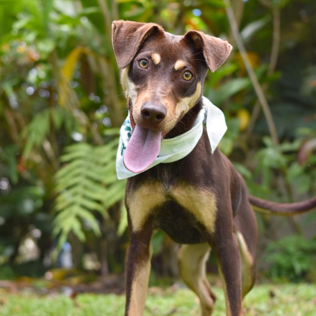 Enlarge Max, a Adoptable Mixed Breed in Kailua Kona, HI image 2/4
