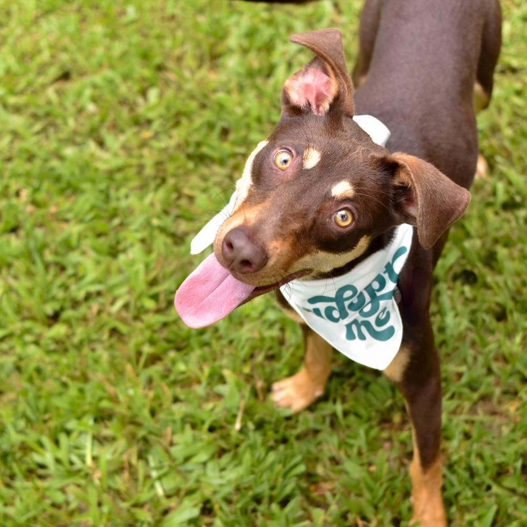 Enlarge Max, a Adoptable Mixed Breed in Kailua Kona, HI image 3/4