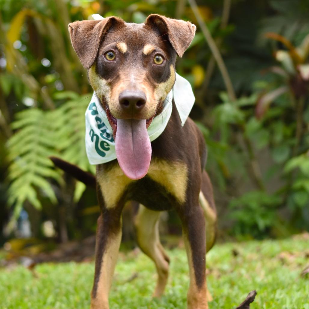 Enlarge Max, a Adoptable Mixed Breed in Kailua Kona, HI image 4/4