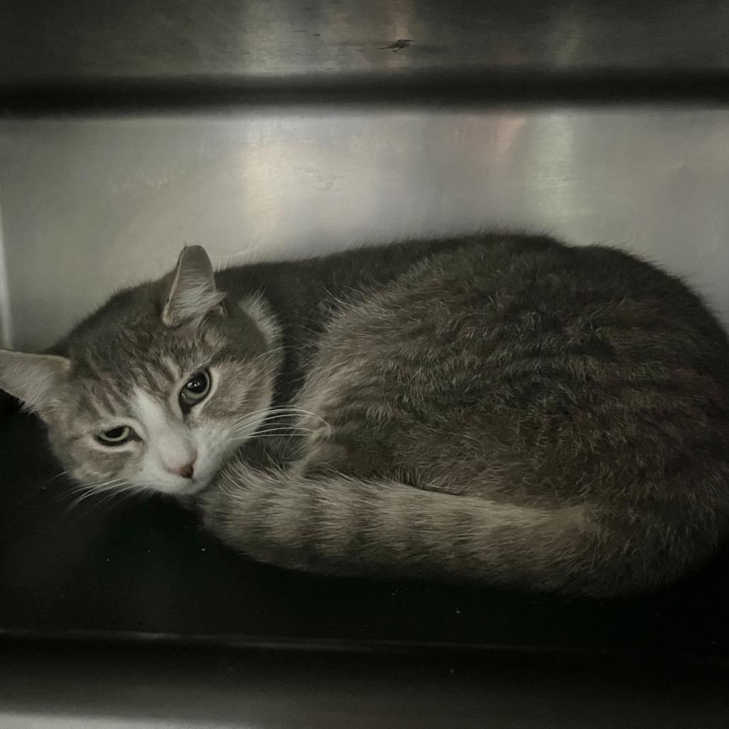 Adam, Adoptable, Young Male Domestic Short Hair.