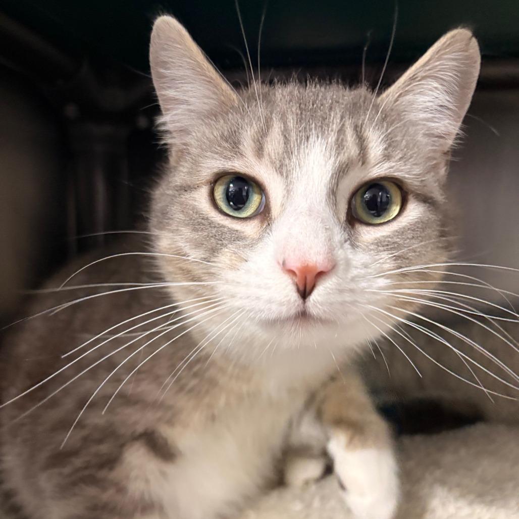 Enlarge Adam, a Adoptable Domestic Short Hair in Hamilton, GA image 2/4