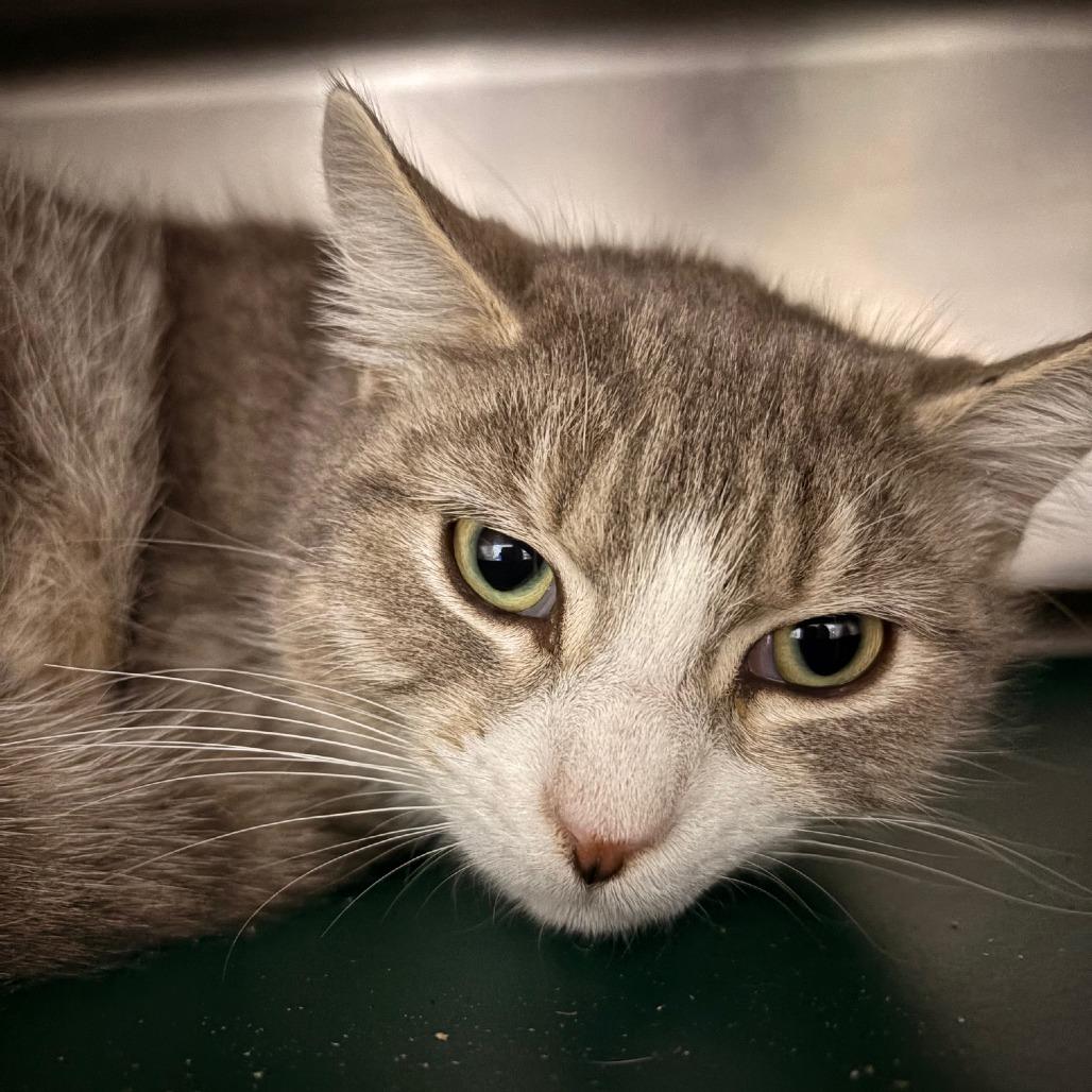 Enlarge Adam, a Adoptable Domestic Short Hair in Hamilton, GA image 2/2