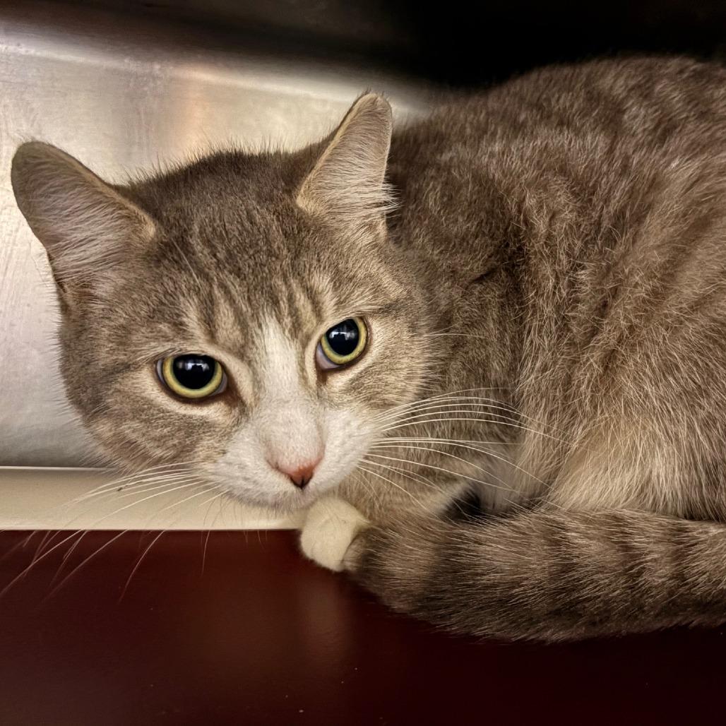 Enlarge Adam, a Adoptable Domestic Short Hair in Hamilton, GA image 4/4