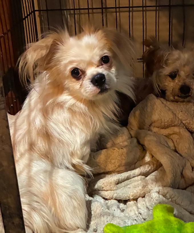 Boo, ADOPTABLE, Adult Male Pekingese.