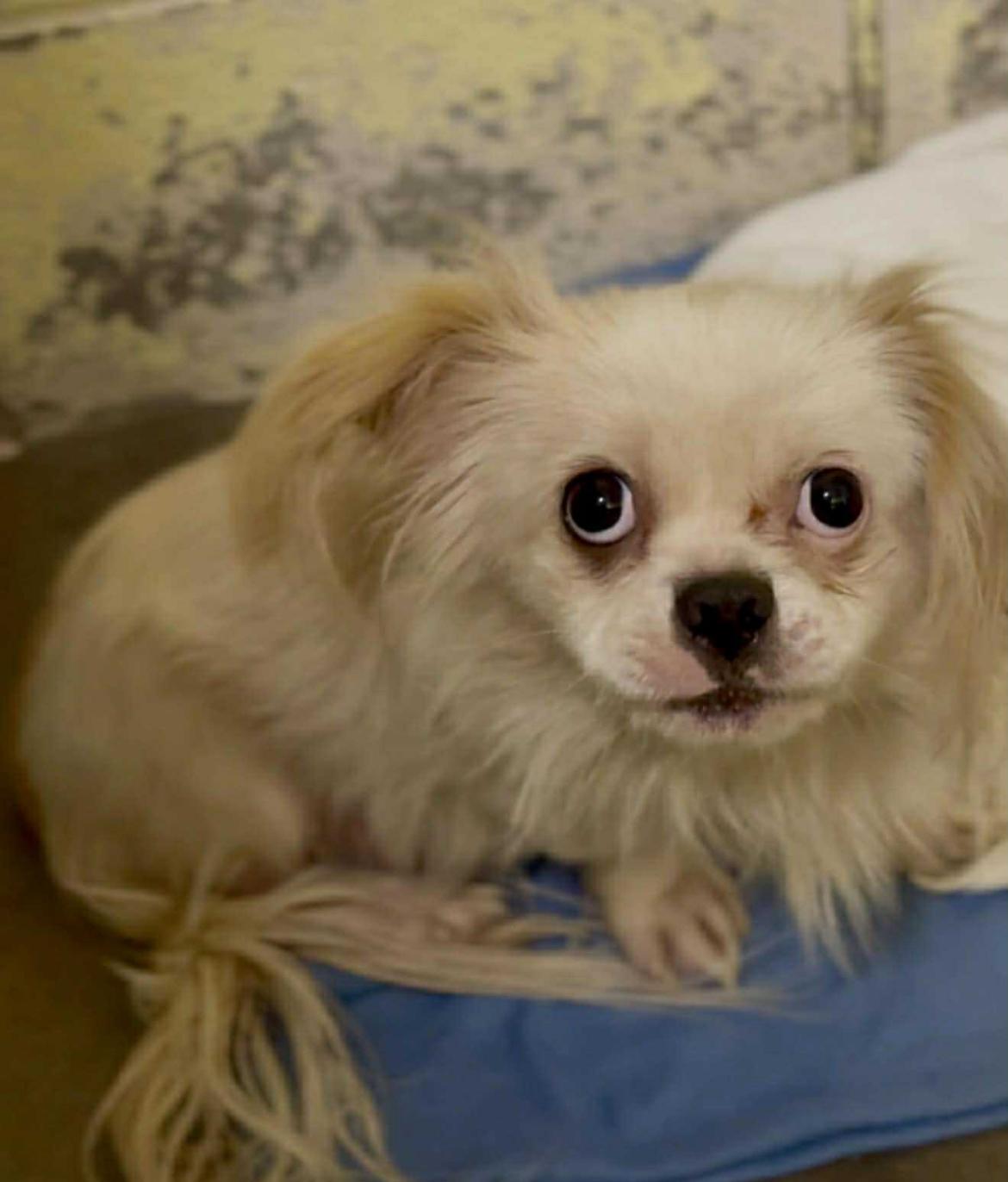 Boo, a ADOPTABLE Pekingese in West Falls, NY image 2/2