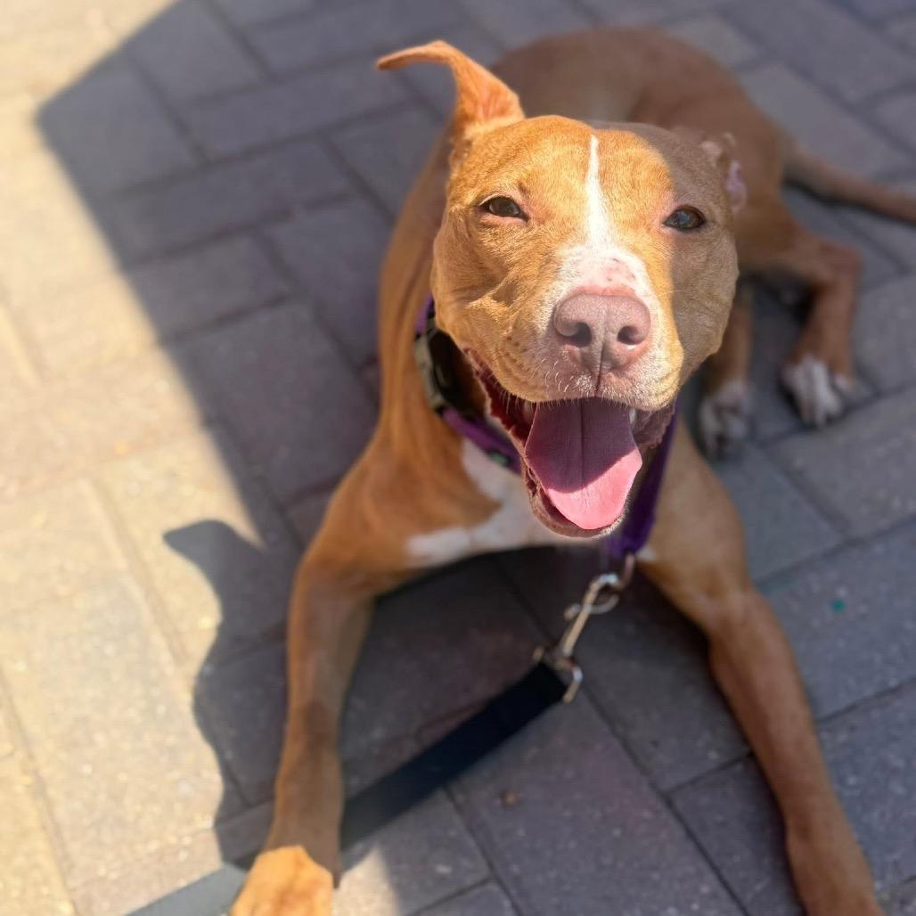 Lela, Adoptable, Adult Female Pit Bull Terrier & Mixed Breed.
